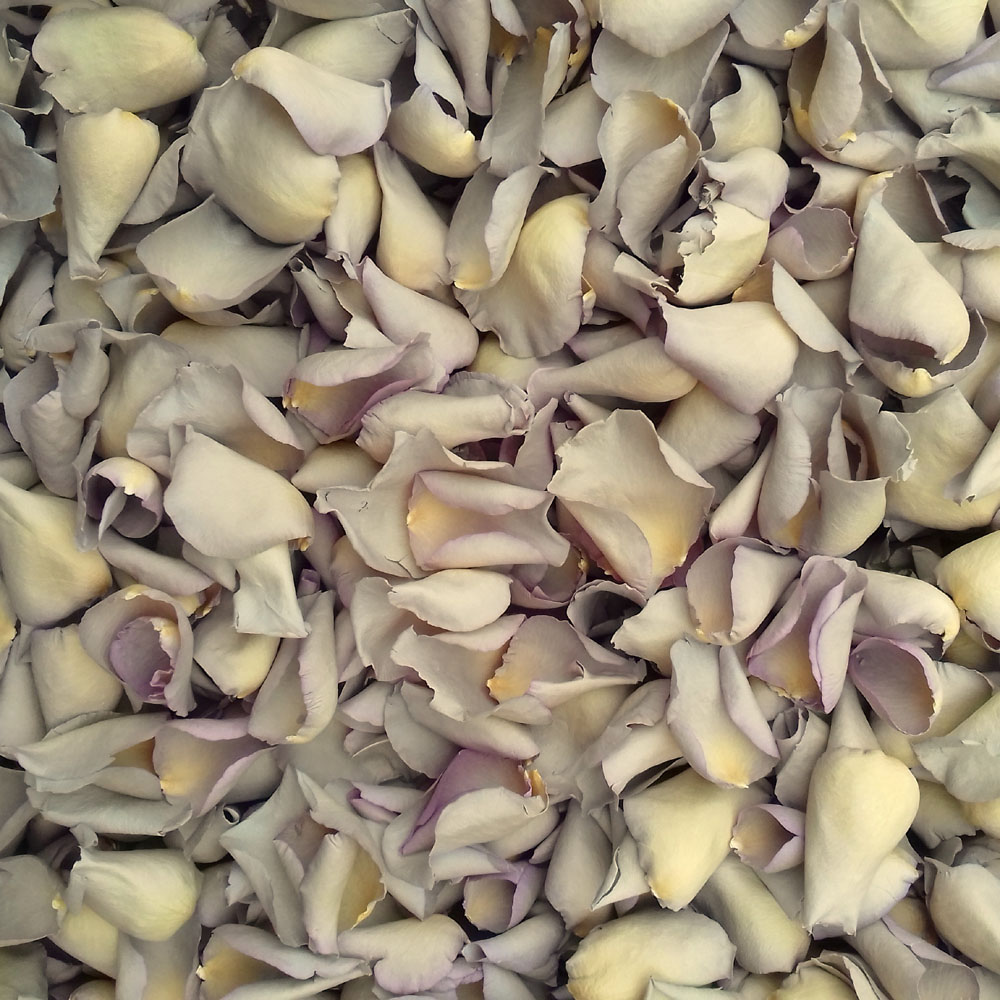 Oyster Rose Petals from The Real Flower Petal Confetti Company