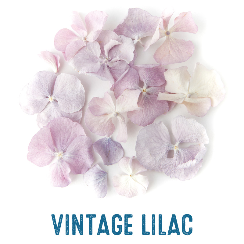 Vintage Lilac Hydrangea Petal Confetti