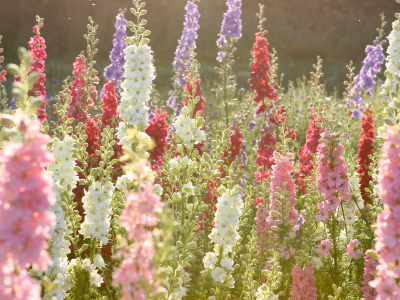 Confetti Flower Field confetti flower field sunlight