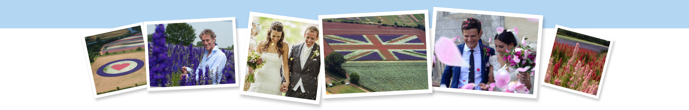 Real-flower-petal-confetti-for-wedding-Confetti-about-banners–1 confetti field photo flight