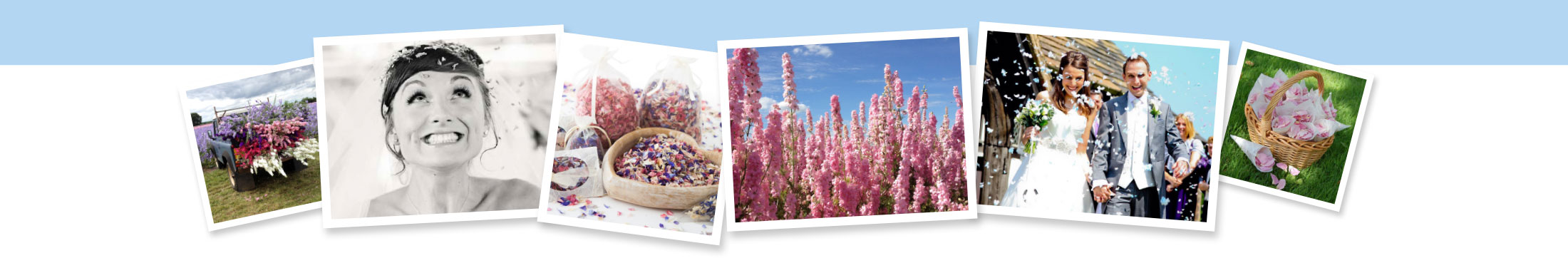Real-flower-petal-confetti-for-wedding-Confetti-about-banners–2 real flower petal confetti banner - confetti flower field