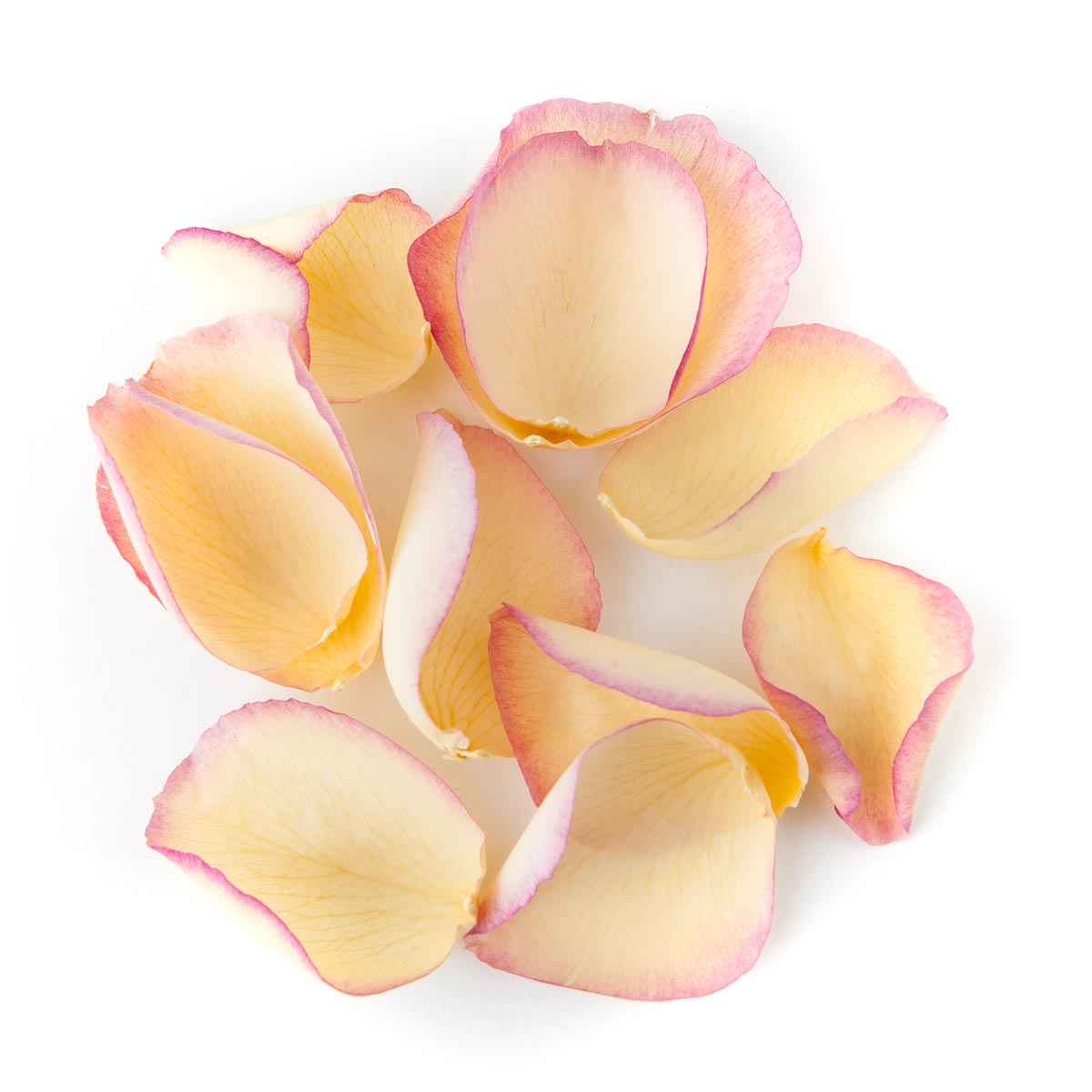 Pink and Cream Large Natural Rose Petal