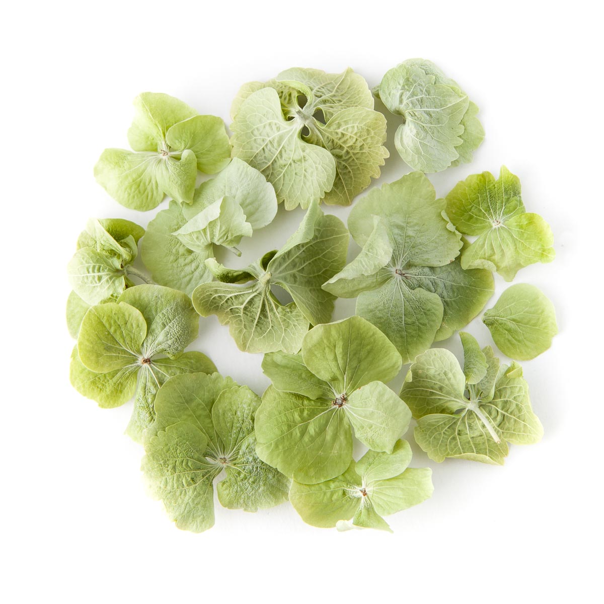 Light Green Hydrangea Confetti