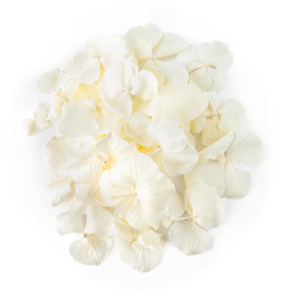 White Hydrangea Confetti