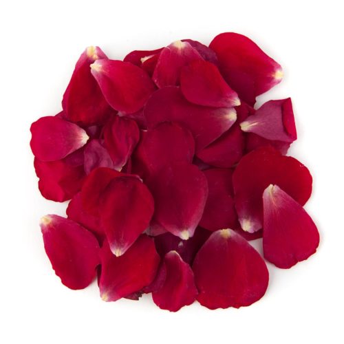 Bright Red Rose Petal