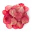 Bright Pink Rose Petals