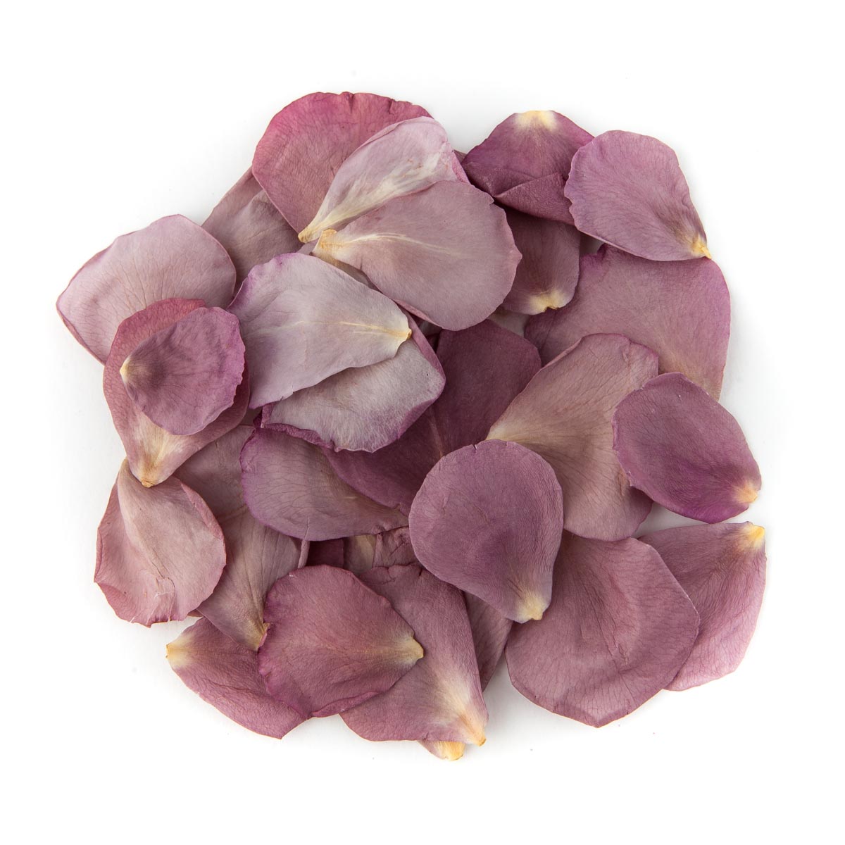 Lilac Rose Petal