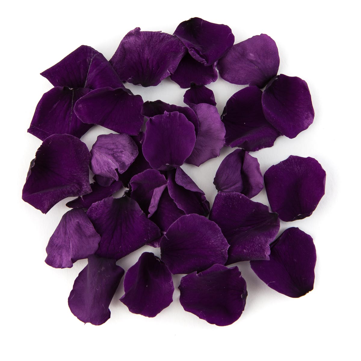 Purple Coloured Rose Petal