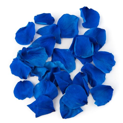 Blue Coloured Rose Petal
