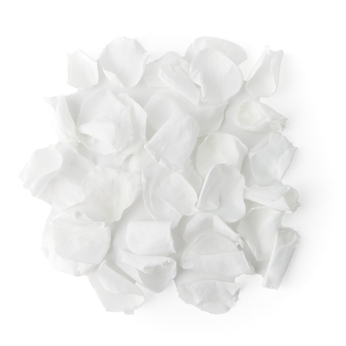 White Coloured Rose Petal