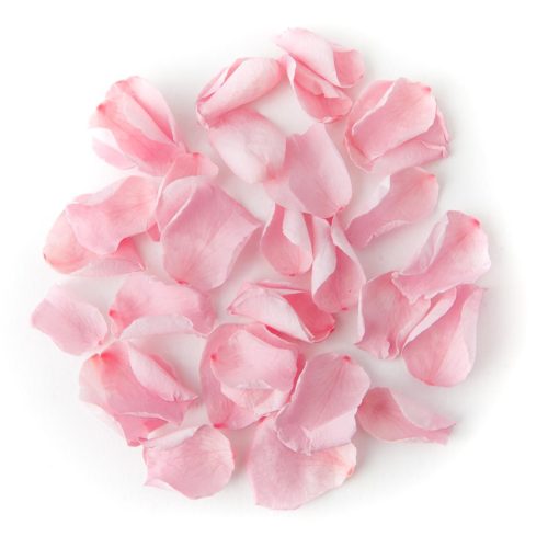 Light Pink Coloured Rose Petal