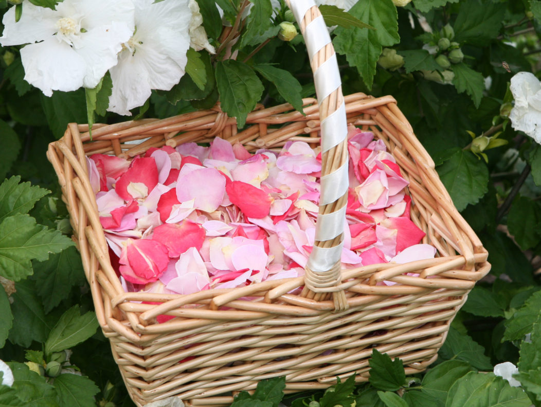 Confetti Petals Biodegradable The Real Flower Petal Confetti Company