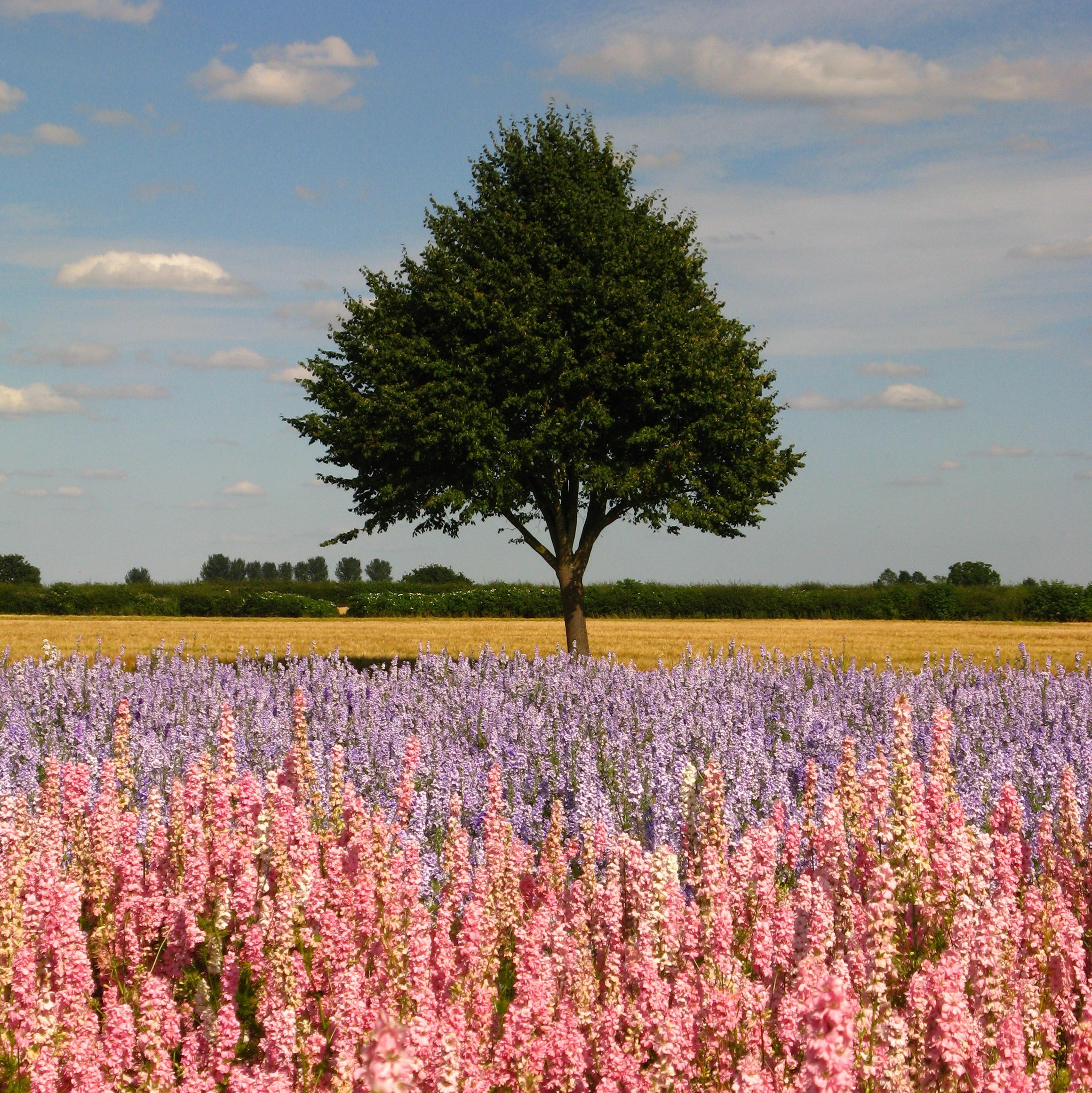 Confetti Flower Field at Wick, Pershore, Worcestershire delphiniums