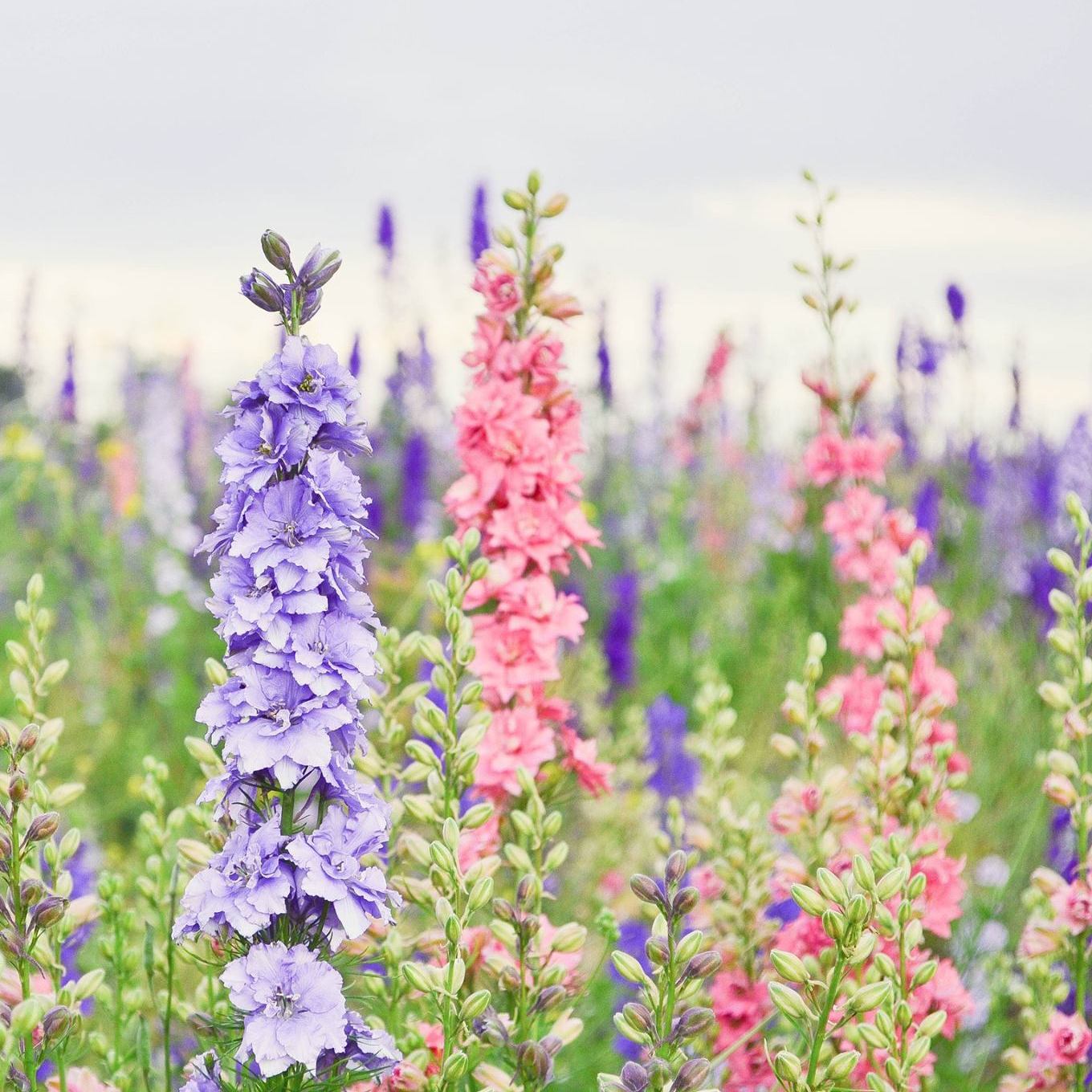 Confetti Flower Field at Wick, Pershore, Worcestershire delphiniums