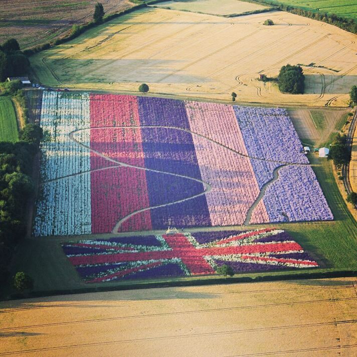 Confetti Flower Field from the air – 2017 – Photo by Claire Chadwick Confetti Flower Field from the air - 2017 - Photo by Claire Chadwick
