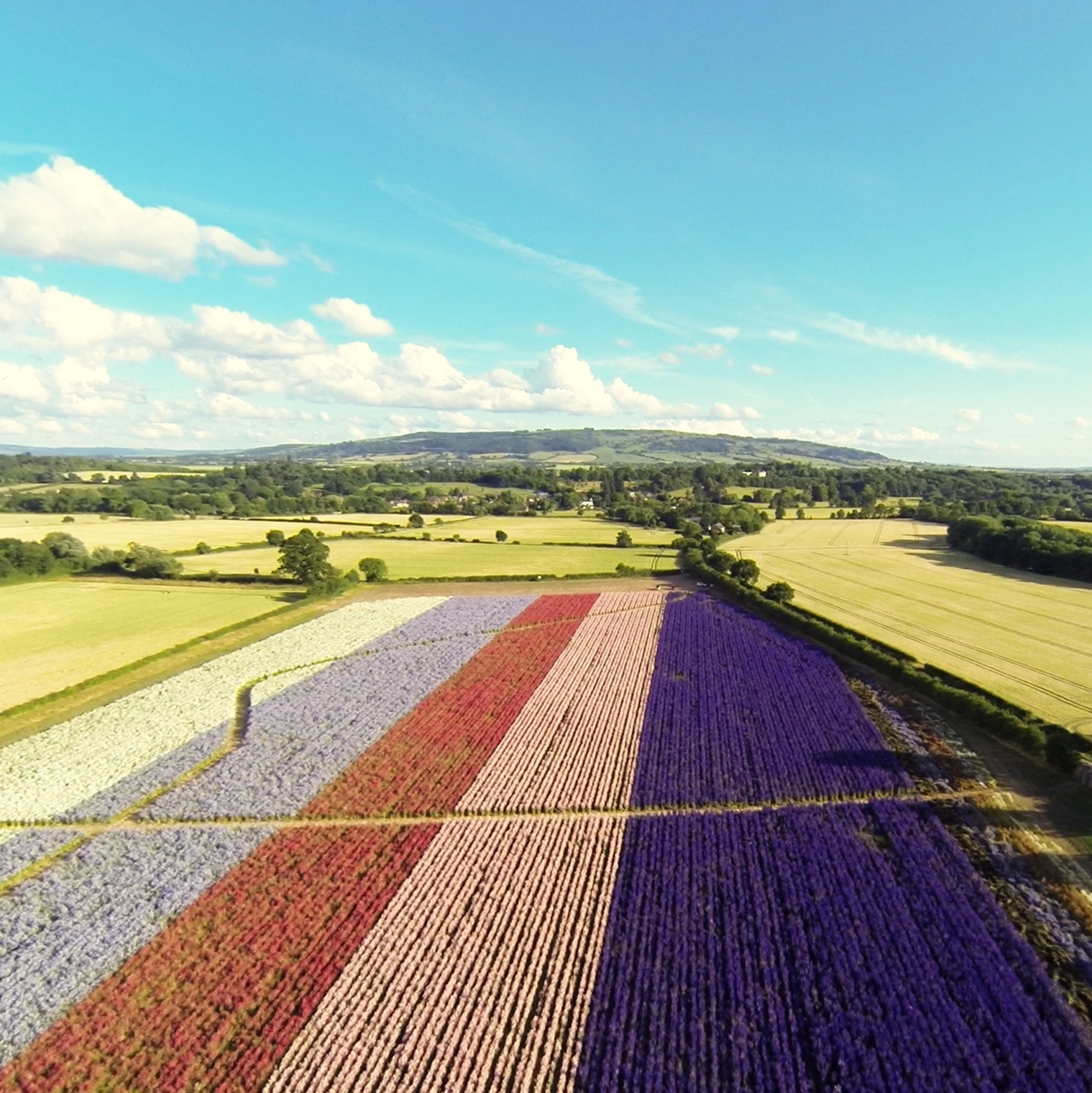 Confetti Flower Field at Wick, Pershore, Worcestershire delphiniums
