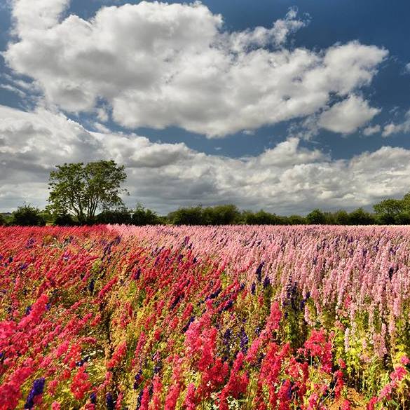 Confetti Flower Field at Wick, Pershore, Worcestershire delphiniums