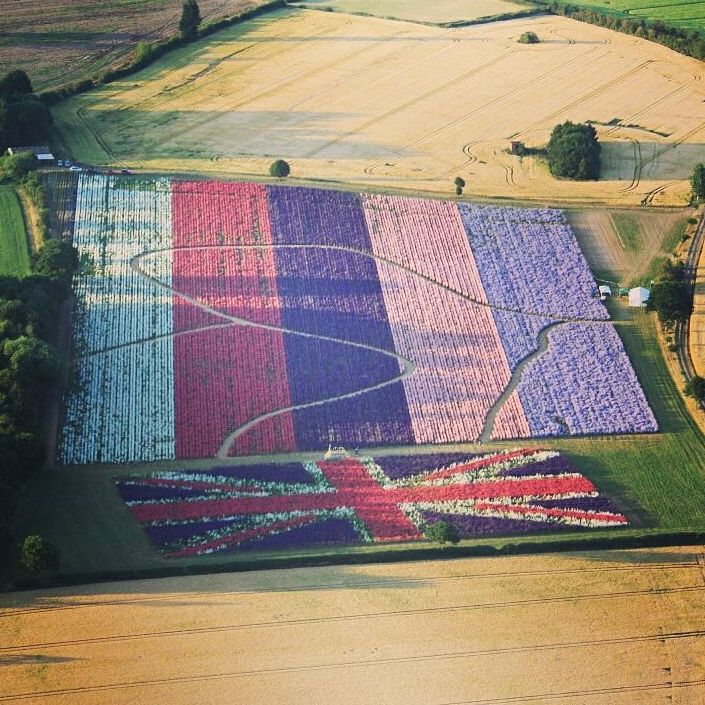 Confetti Flower Field at Wick, Pershore, Worcestershire delphiniums
