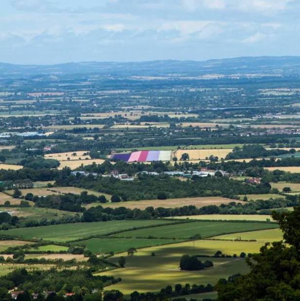 Confetti Flower Field at Wick, Pershore, Worcestershire delphiniums