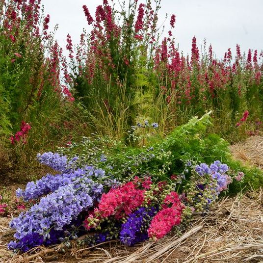 Confetti Flower Field at Wick, Pershore, Worcestershire delphiniums