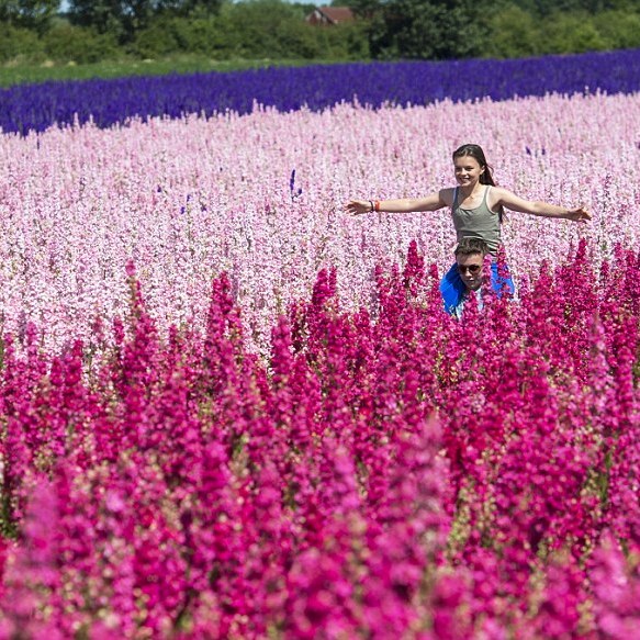 Confetti Flower Field at Wick, Pershore, Worcestershire delphiniums