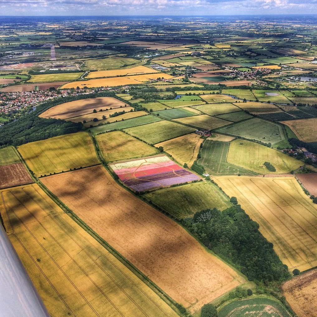 Confetti Flower Field at Wick, Pershore, Worcestershire delphiniums