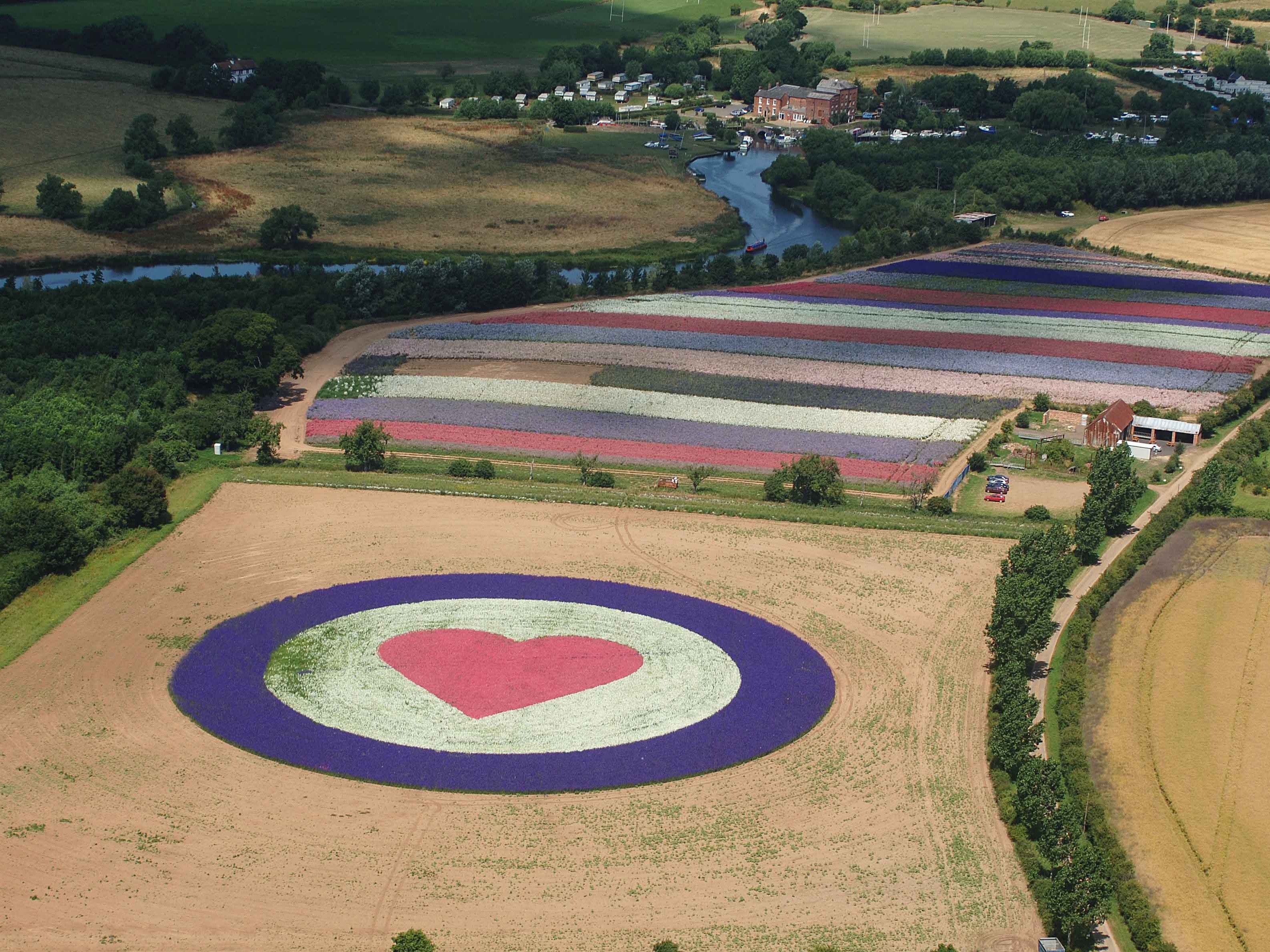 RAF Confetti Flower Field, 2005. Photo by David Burges RAF Confetti Flower Field, 2005