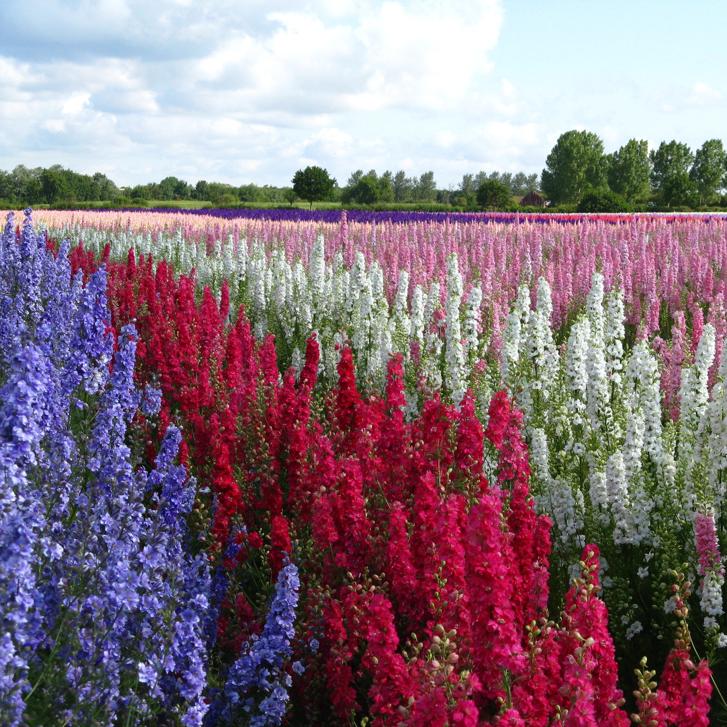 Confetti Flower Field at Wick, Pershore, Worcestershire delphiniums