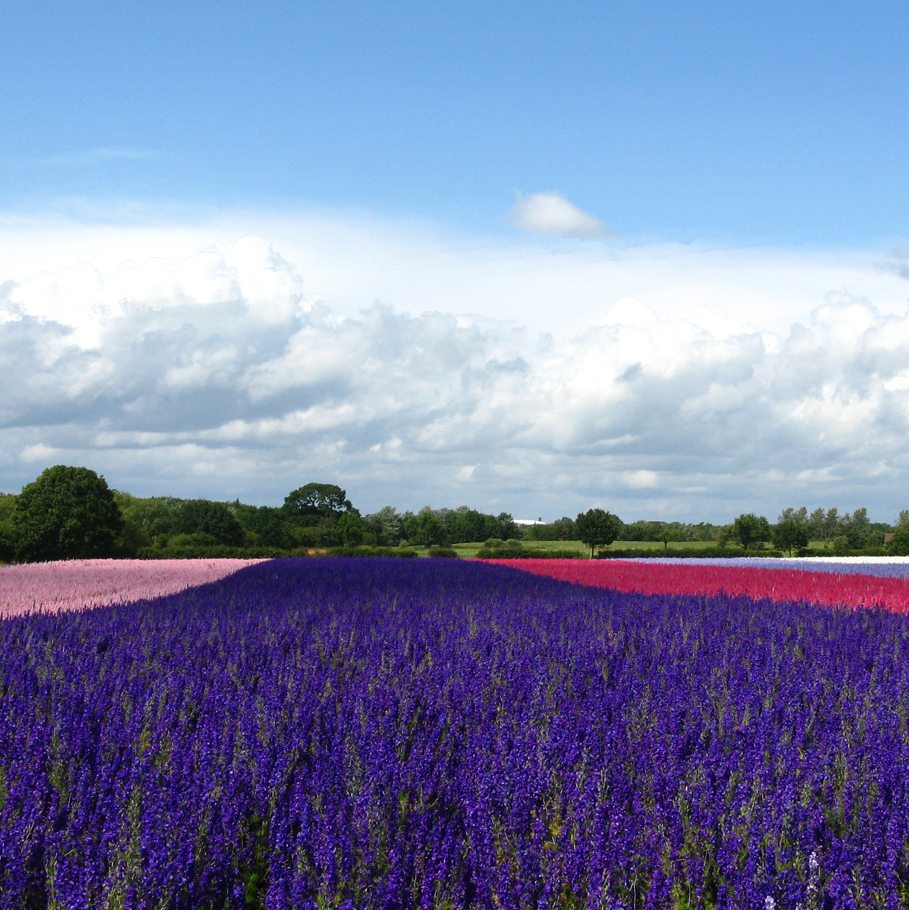 Confetti Flower Field at Wick, Pershore, Worcestershire delphiniums