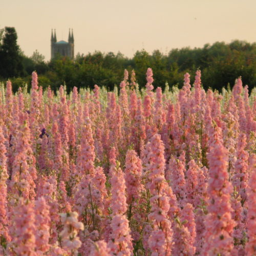 The Confetti Flower Field, 2014, The Real Flower Petal Confetti Company, Worcestershire