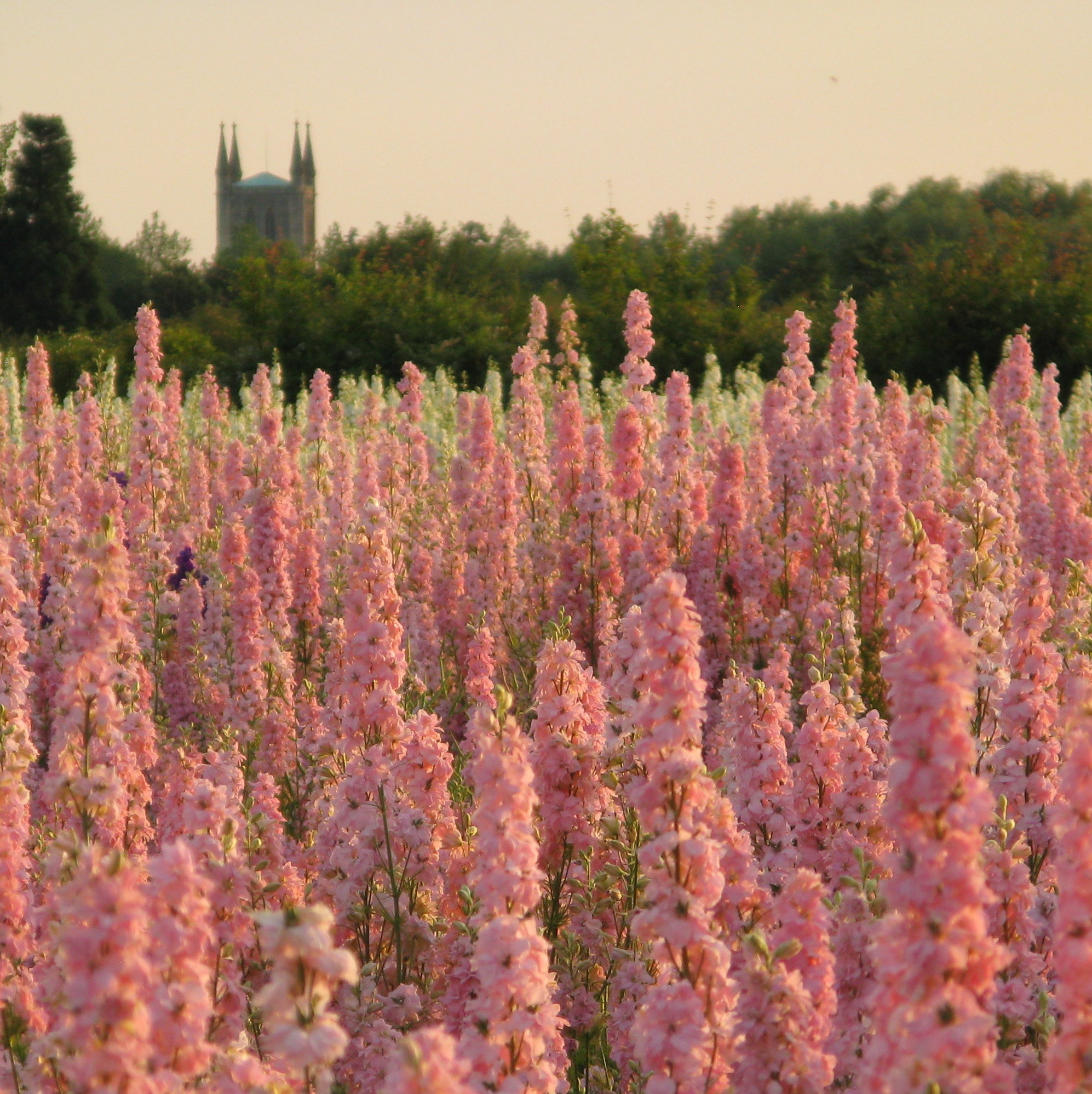 Biodegradable Confetti , Pink Flower Field Mix , 100% natural