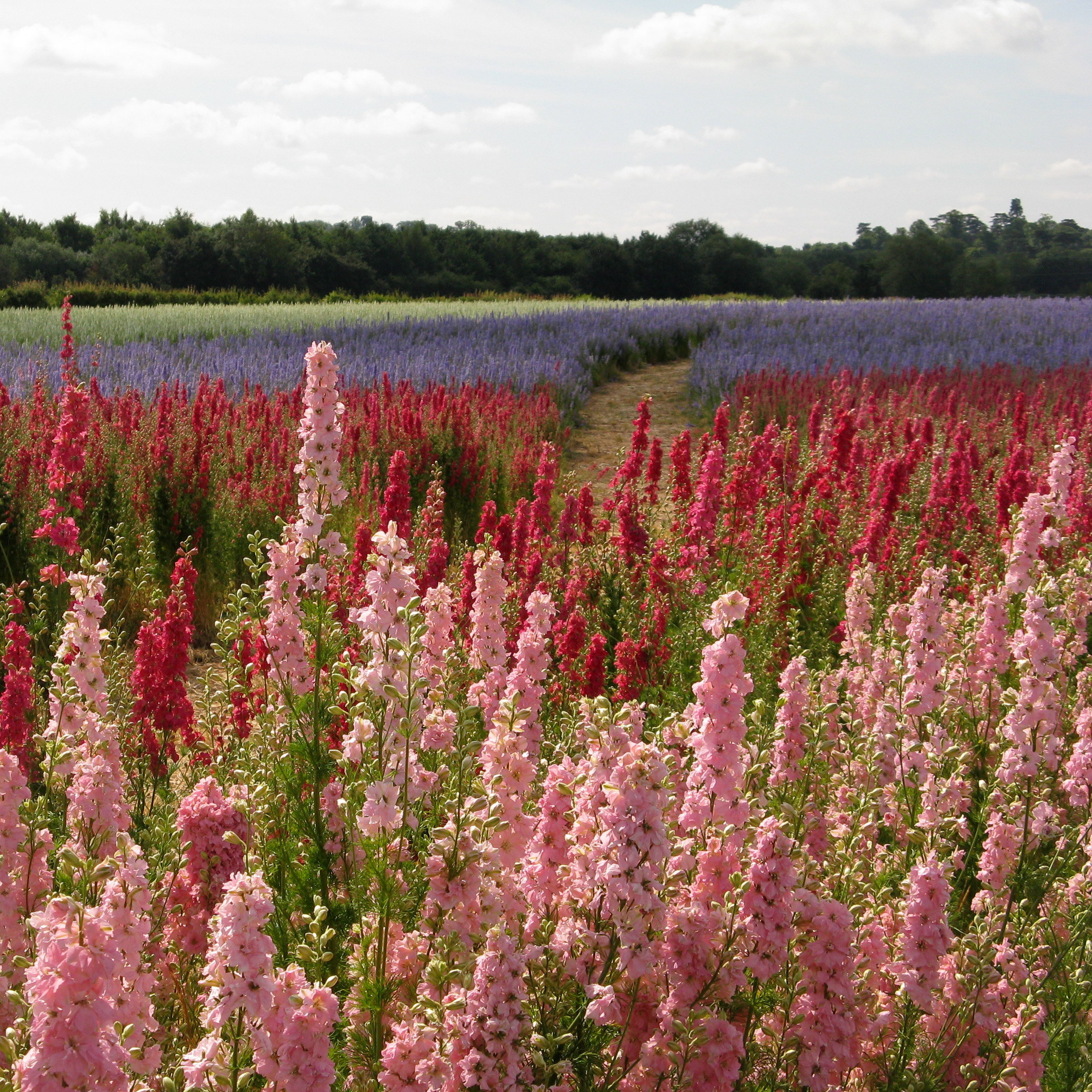 Confetti Flower Field at Wick, Pershore, Worcestershire delphiniums