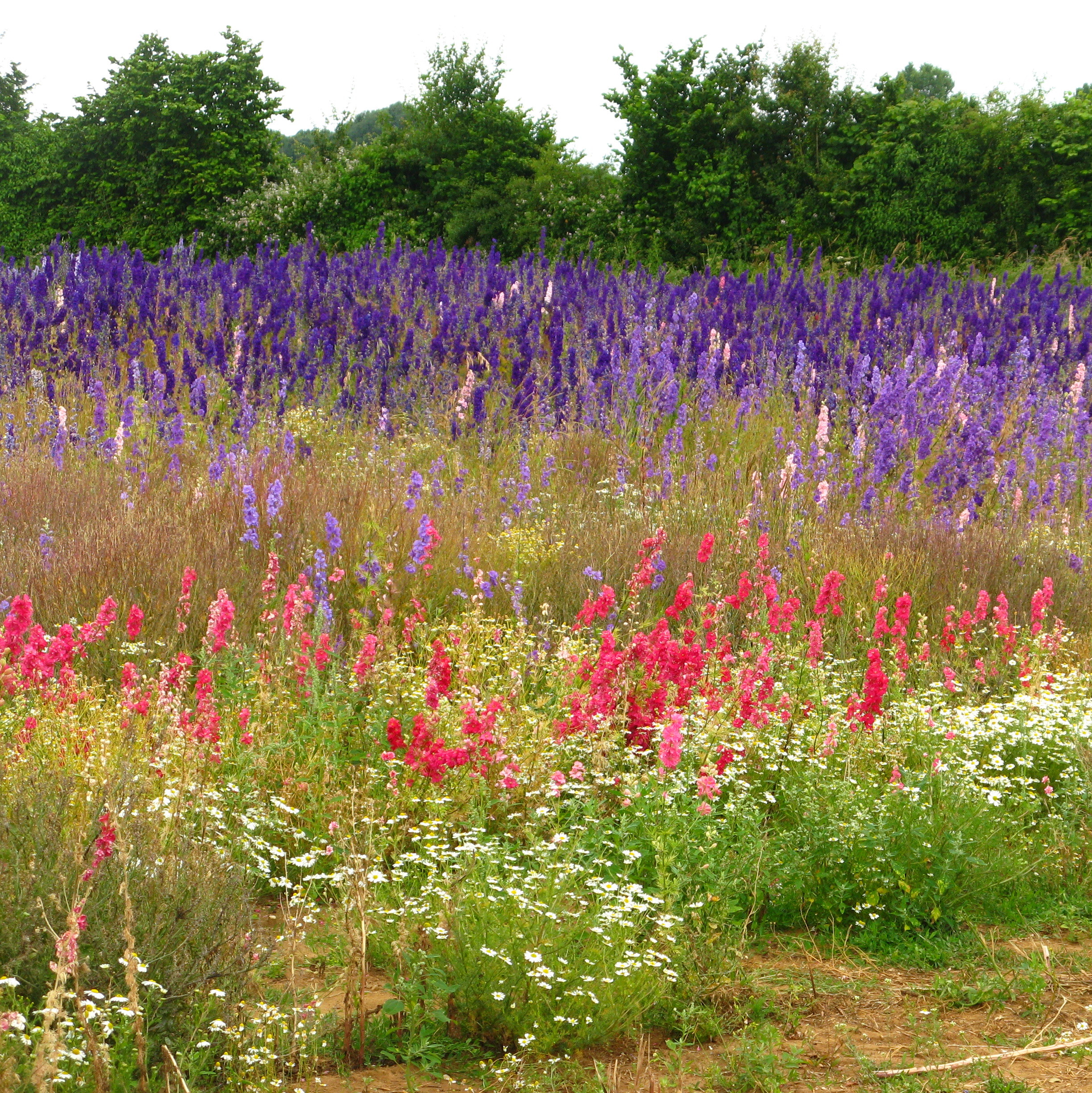 Confetti Flower Field at Wick, Pershore, Worcestershire delphiniums