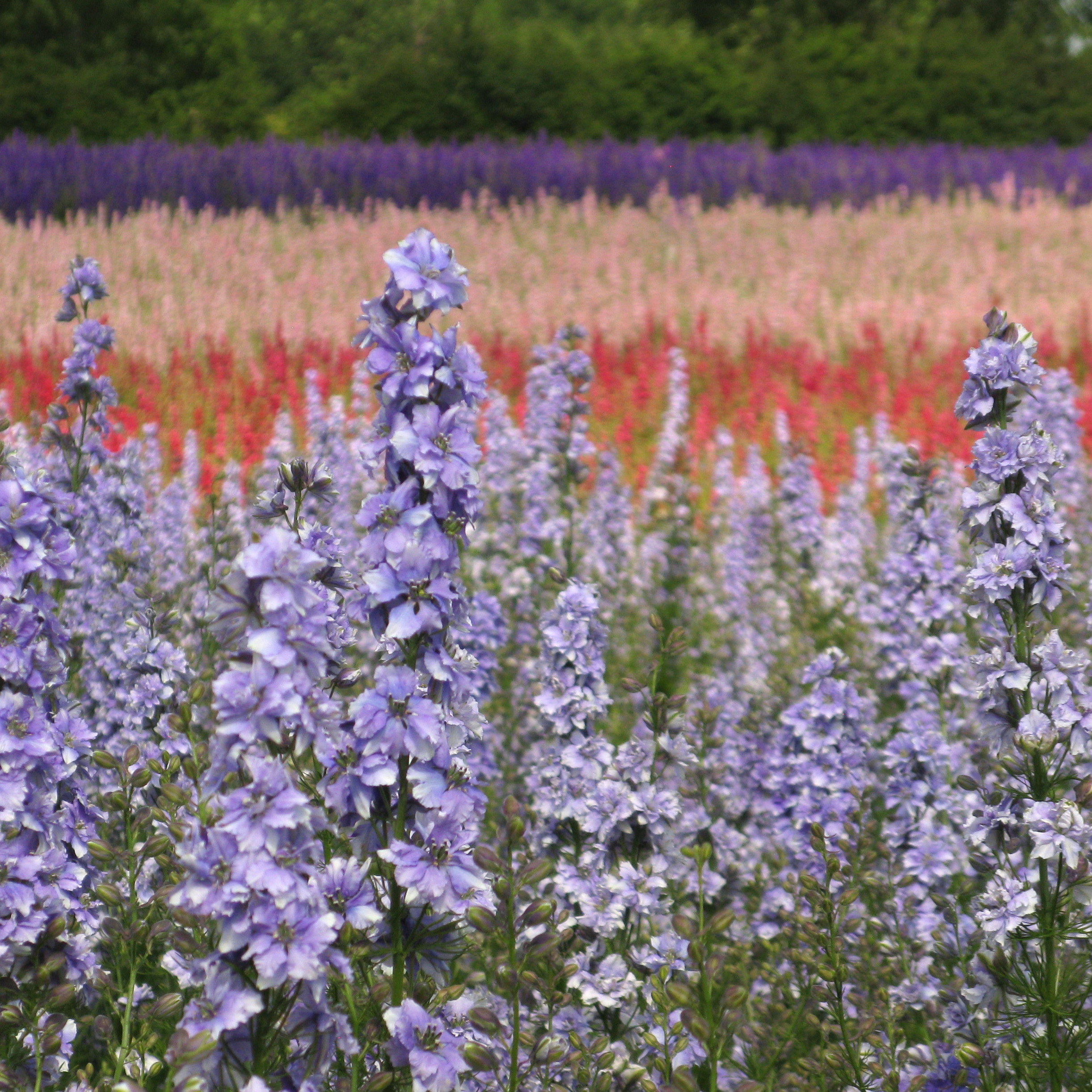 Confetti Flower Field at Wick, Pershore, Worcestershire delphiniums