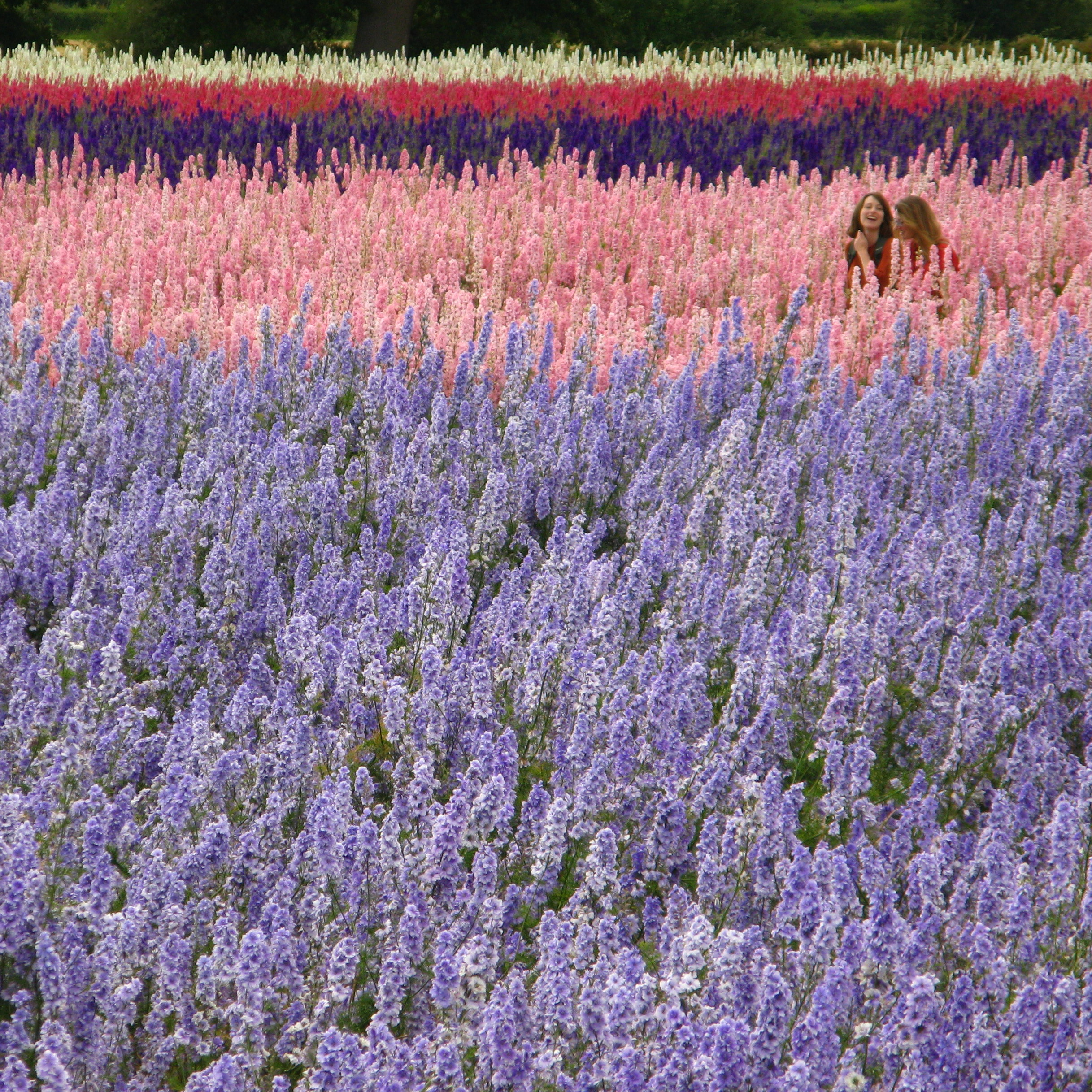 Confetti Flower Field at Wick, Pershore, Worcestershire delphiniums