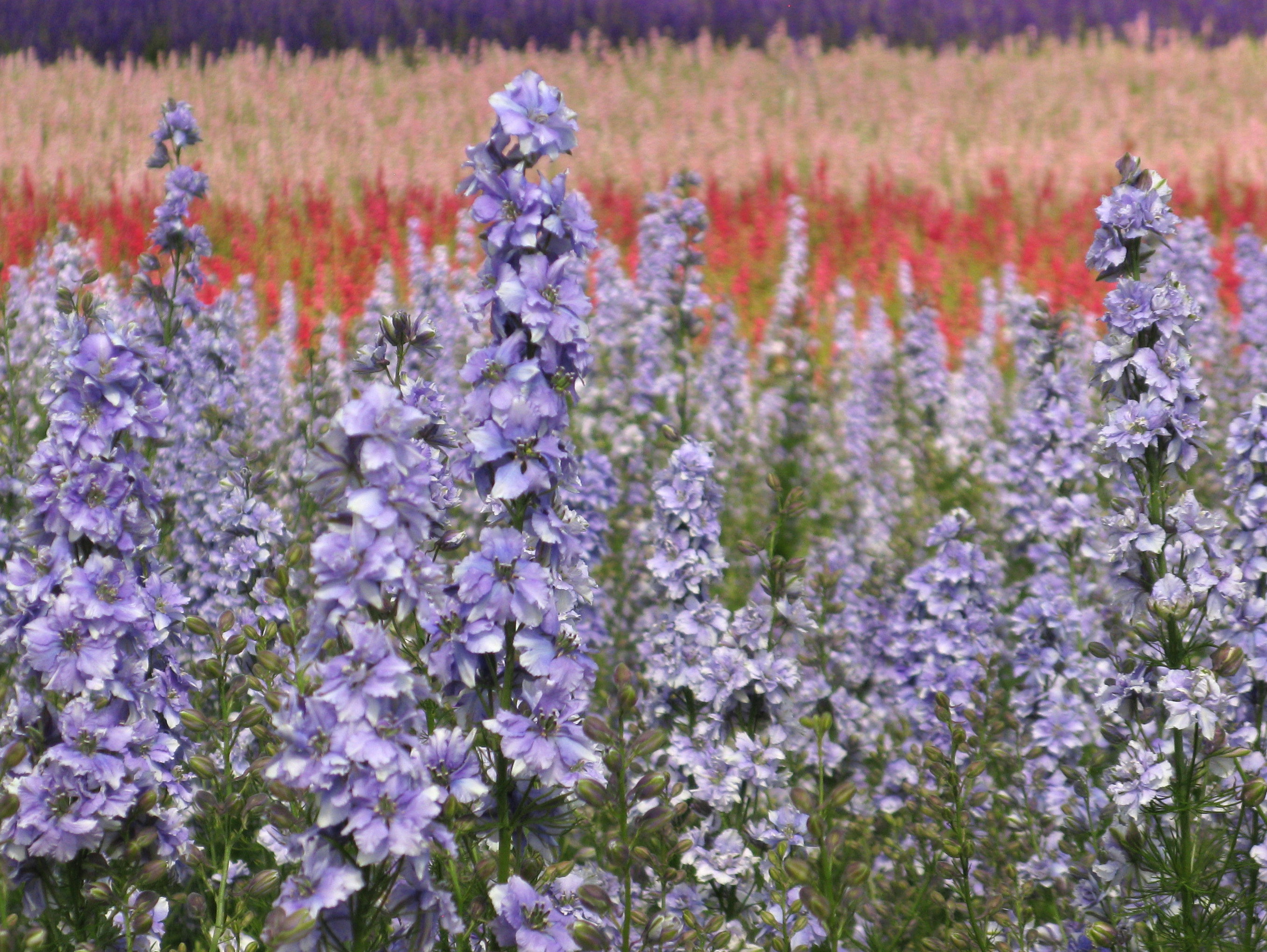 Azure Blue Delphiniums confetti flower field azure blue delphiniums