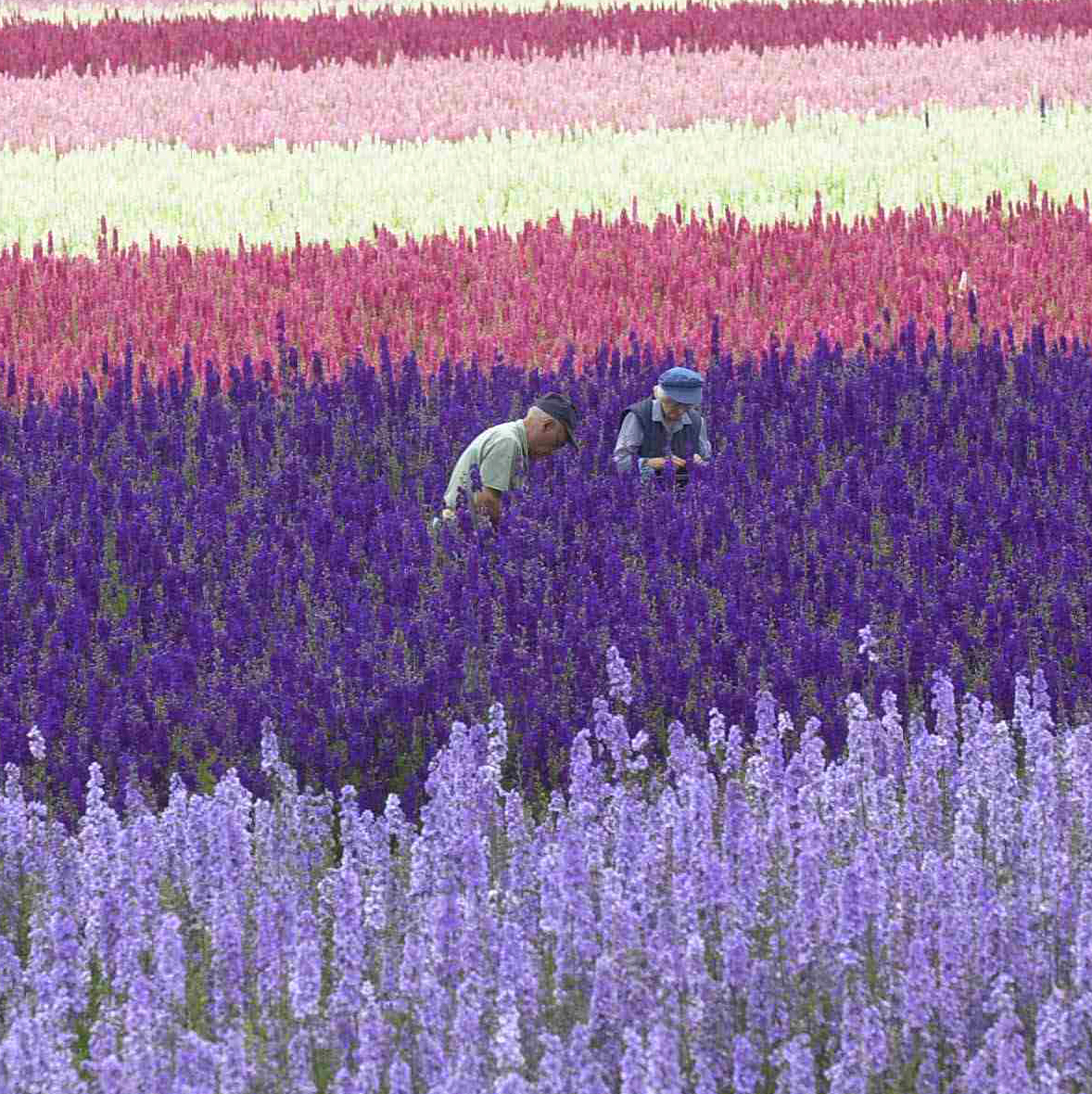 confetti flower field john betty confetti picking