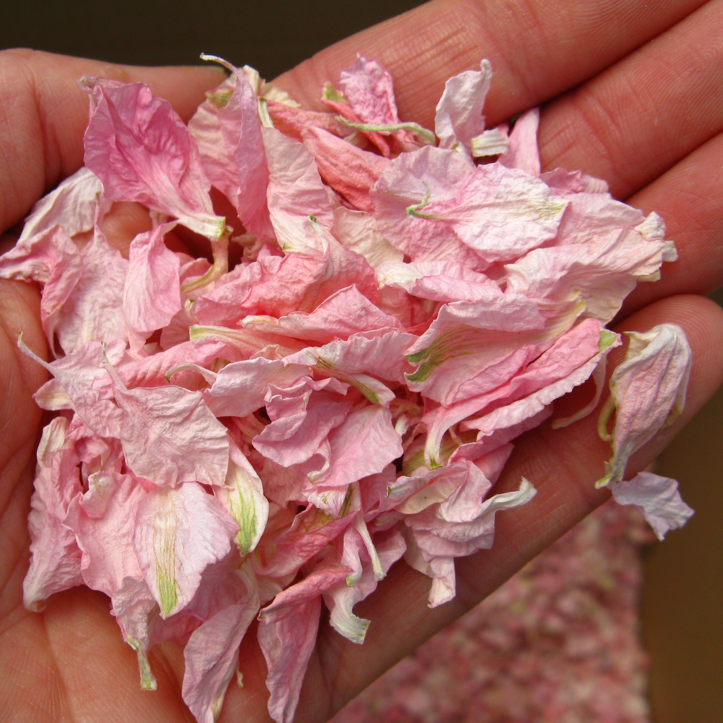 handful Delphinium Petals handful pale pink confetti petals
