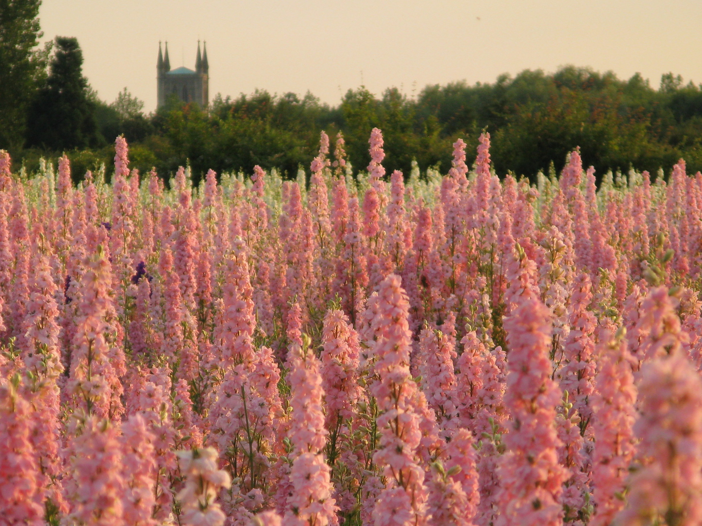real flower petal confetti fields wick pershore worcestershire 2014 Pershore Abbey