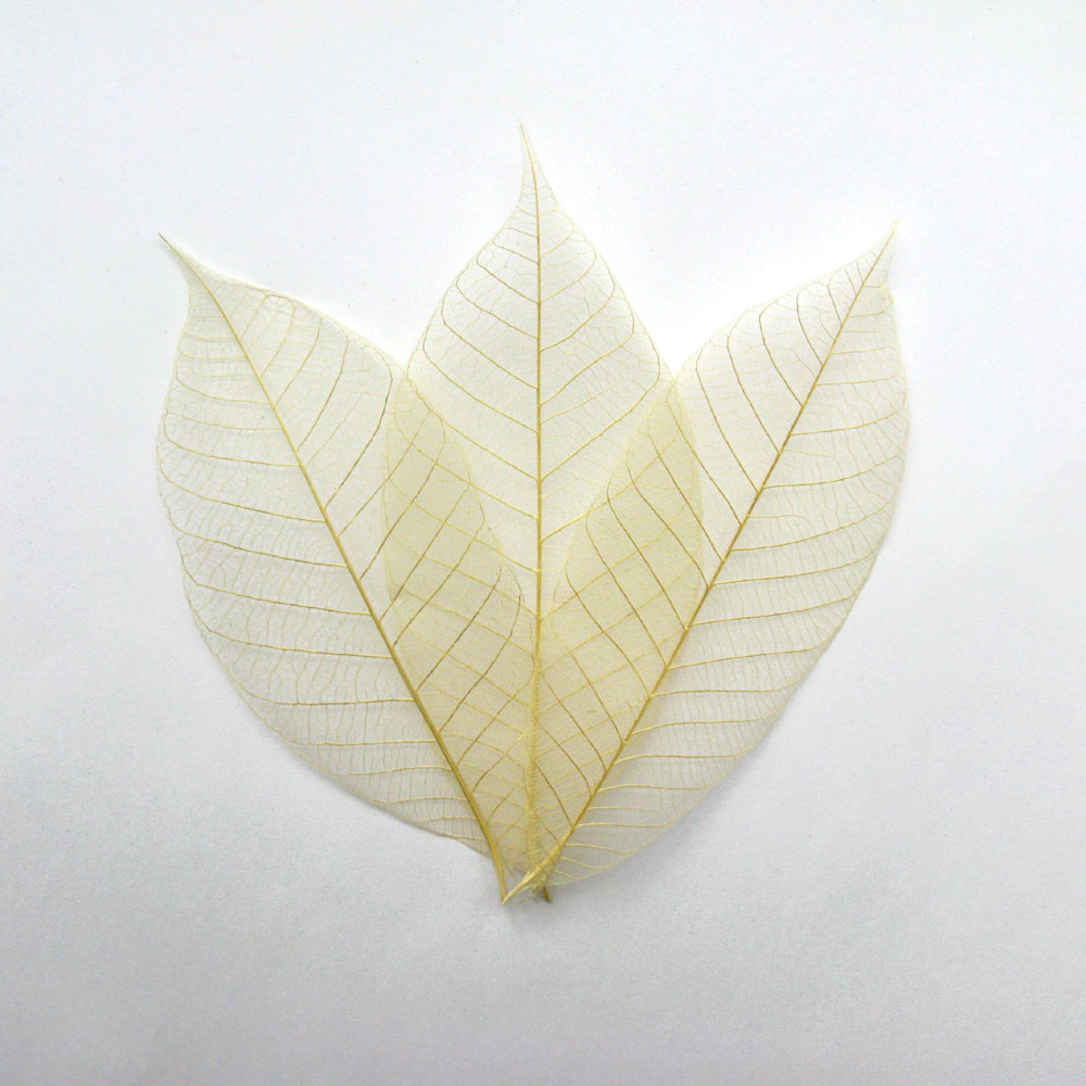 Natural Skeleton Leaves Pack of 50 Real Flower Petal Confetti Co