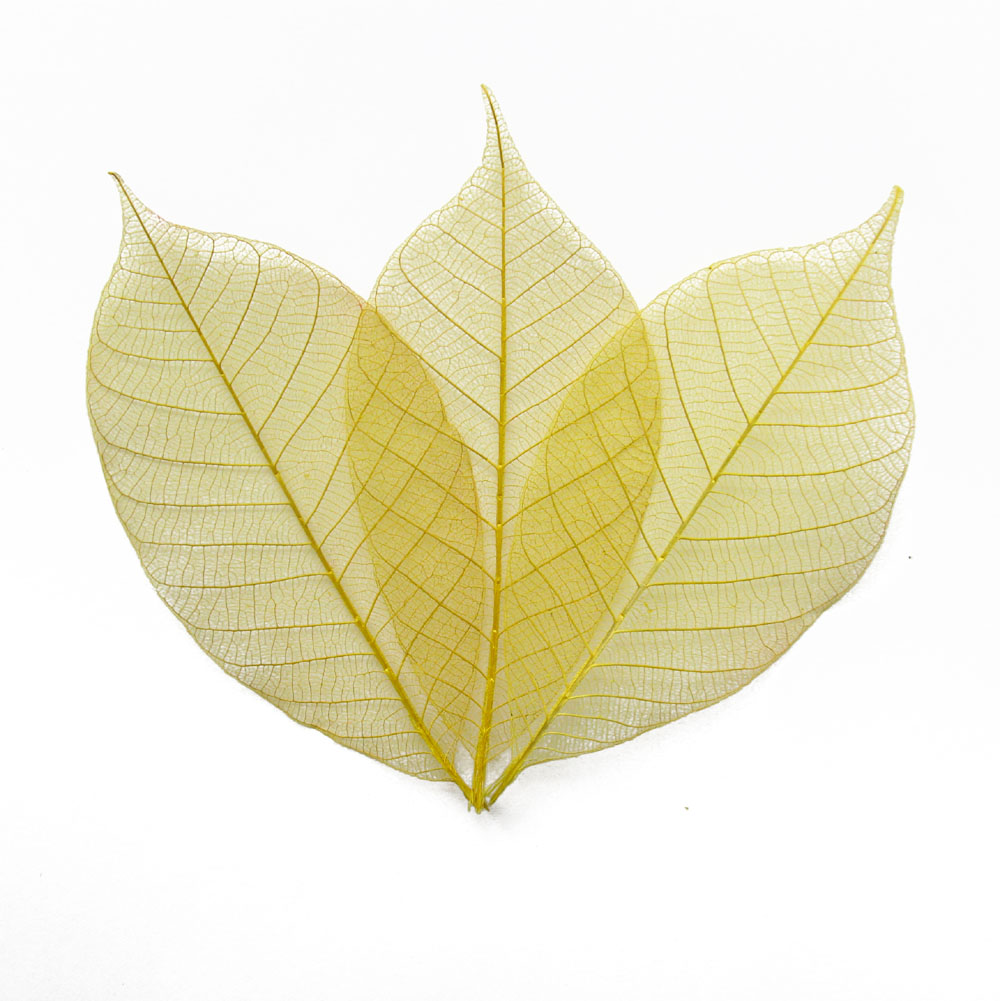 Yellow Skeleton Leaves Pack of 50 Real Flower Petal Confetti Co