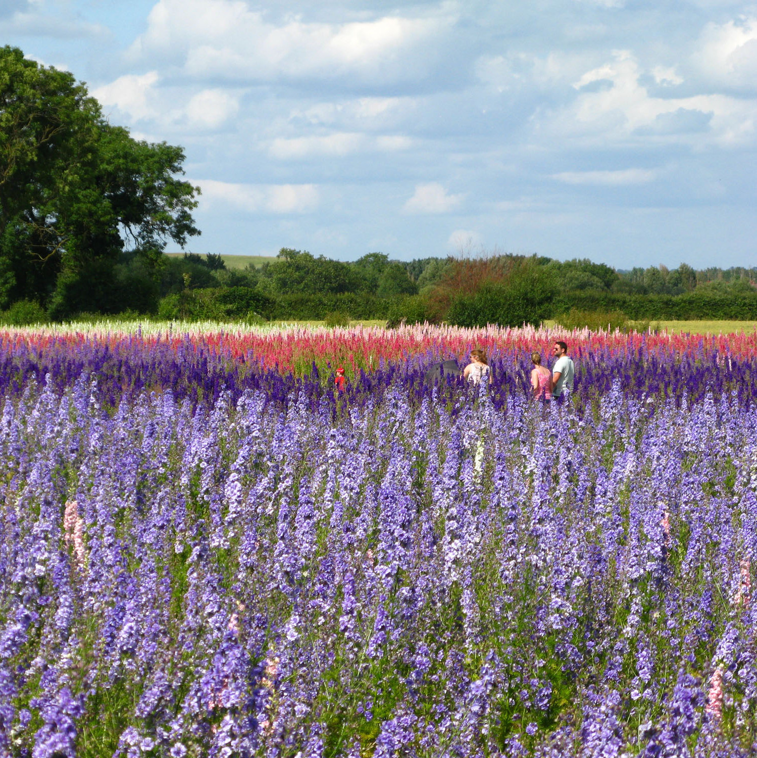 Visitors in The Confetti Flower Field confetti flower field