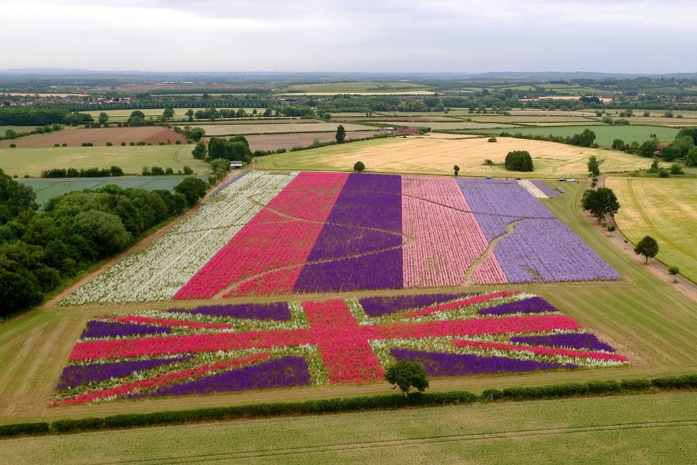 Confetti Flower Field at Wick, Pershore, Worcestershire delphiniums