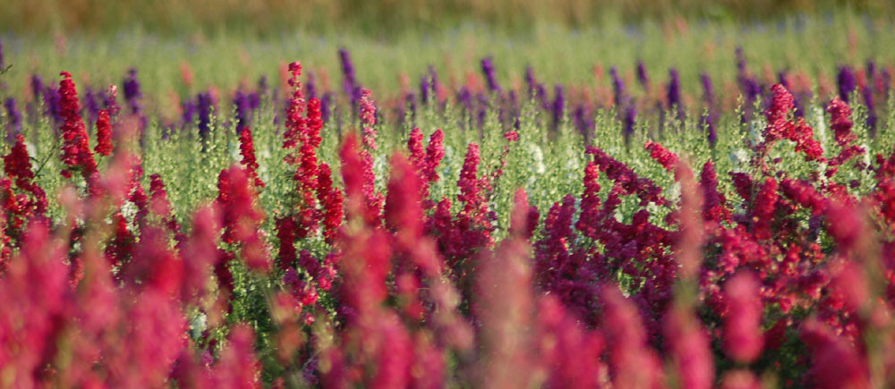 confetti field crop confetti field