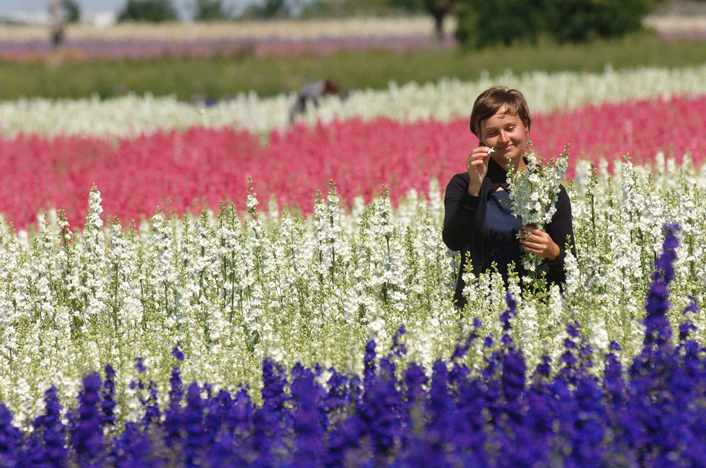 Biodegradable Confetti – the best petals are handpicked to ensure the very highest quality Biodegradable Confetti - the best petals are handpicked to ensure the very highest quality