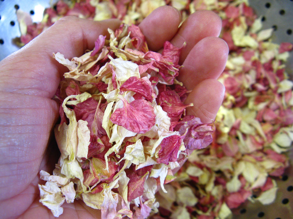 Biodegradable Confetti – Raspberry Pink and Ivory Delphinium Petals Biodegradable Confetti - Raspberry Pink and Ivory Delphinium Petals
