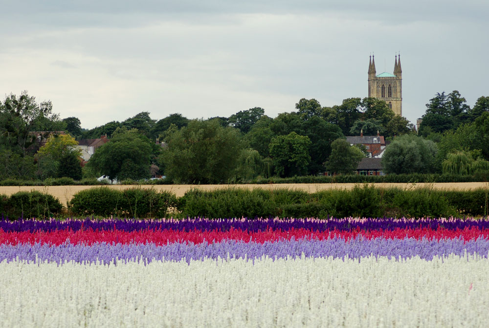 Biodegradable Confetti – grown on the Wkye Manor Estate in Wick, Pershore, Worcestershire Biodegradable Confetti - grown on the Wkye Manor Estate in Wick, Pershore, Worcestershire