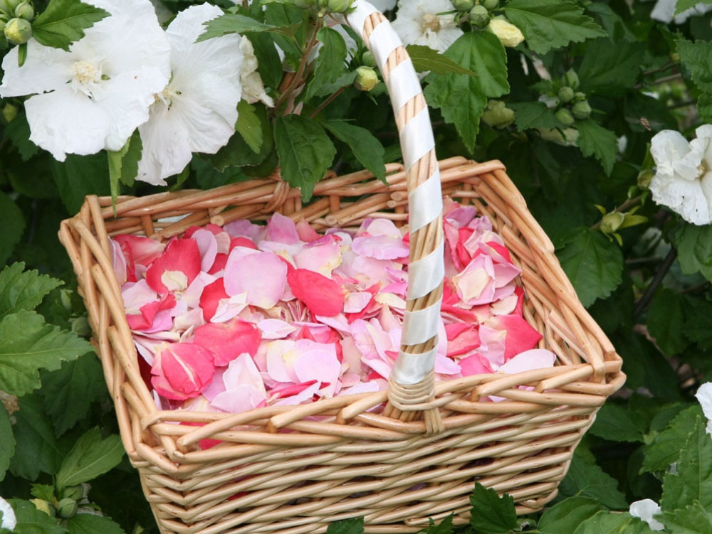 Confetti 100 Biodegradable The Real Flower Petal Confetti Company