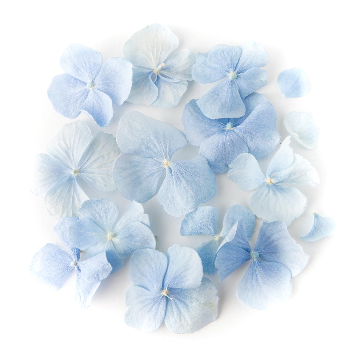Flower petals – wedding aisles and petal pathways: Dusky Blue Hydrangea Petals Flower petals - wedding aisles and petal pathways: Dusky Blue Hydrangea Petals