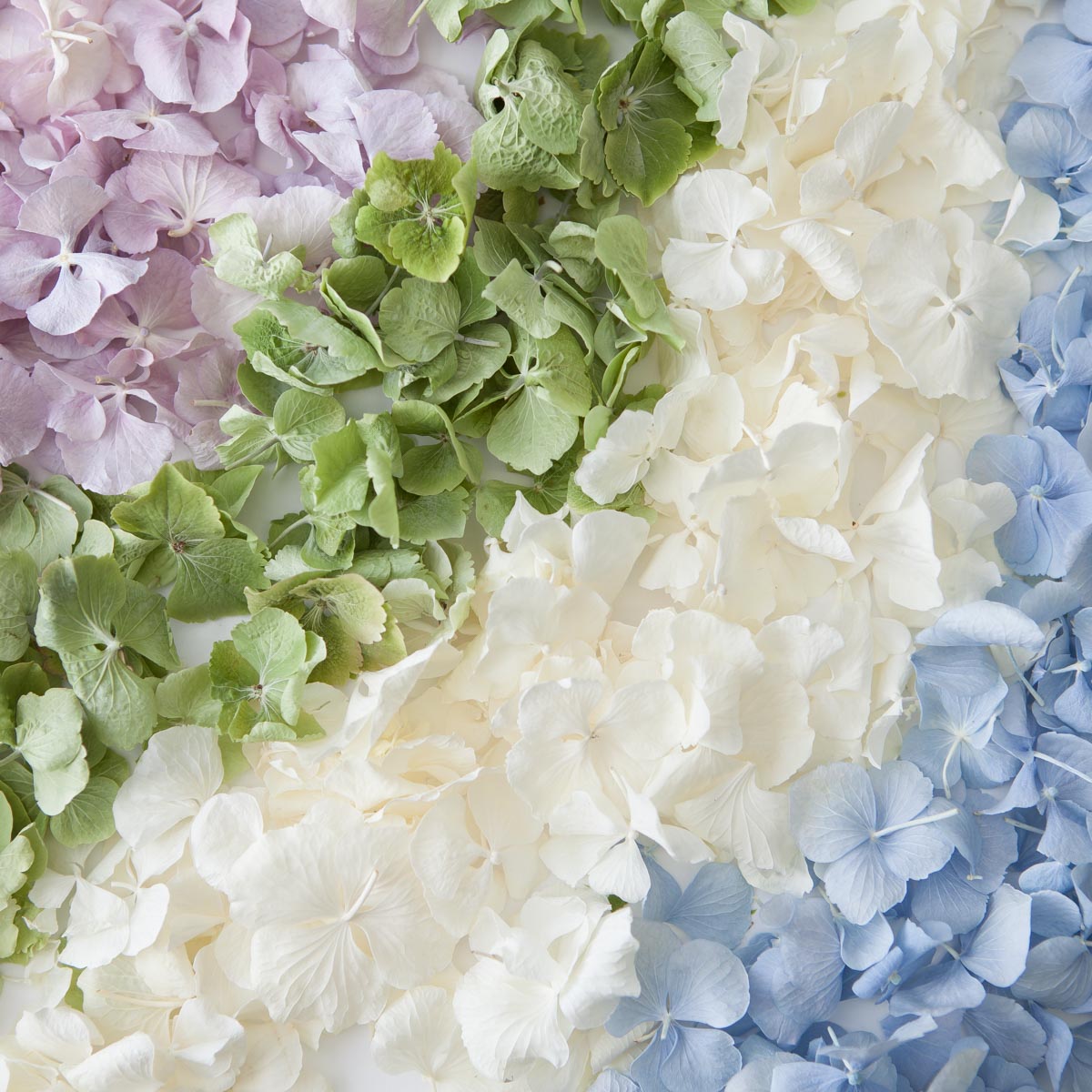 Hydrangea Memorial Petals 100 natural and biodegradable